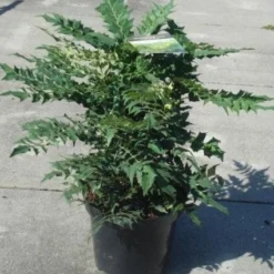 Mahoniestruik (Mahonia Media 'Winter Sun') -Aanbiedingen Tuin Verrassing Winkel 20130214142545 11