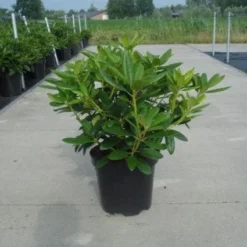 Rhododendron (Rhododendron Catawbiense 'Grandiflorum') -Aanbiedingen Tuin Verrassing Winkel 20130214153505 13