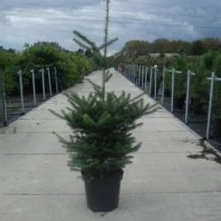 Koreaanse Zilverspar (Abies Koreana) 18 Koreaanse Zilverspar (Abies Koreana) -Aanbiedingen Tuin Verrassing Winkel 20130215101851 6 1