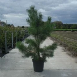 Grove Den, Solitair (Pinus Sylvestris) -Aanbiedingen Tuin Verrassing Winkel 20130215102527 18 1