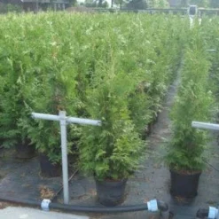 Reuzenlevensboom (Thuja Plicata 'Excelsa') -Aanbiedingen Tuin Verrassing Winkel 20130215102918 9