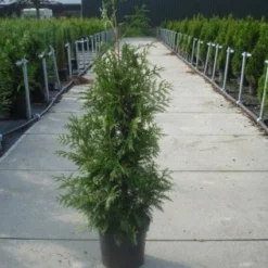 Reuzenlevensboom (Thuja Plicata 'Excelsa') -Aanbiedingen Tuin Verrassing Winkel 20130215102927 9