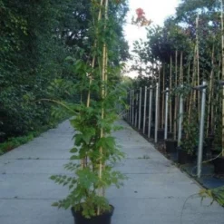 Trompetbloem (Campsis Tagliabuana 'Mme Galen') -Aanbiedingen Tuin Verrassing Winkel 20130215104653 9