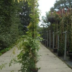 Blauwe Regen (Wisteria Sinensis) -Aanbiedingen Tuin Verrassing Winkel 20130215105427 13