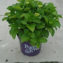 Hortensia Blauw (Hydrangea 'Forever&Ever') 15 Hortensia Blauw (Hydrangea 'Forever&Ever') -Aanbiedingen Tuin Verrassing Winkel 20130312215147 1