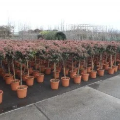 Sneeuwbal Op Stam (Viburnum Tinus 'Eve Price') -Aanbiedingen Tuin Verrassing Winkel 20130316135155 4