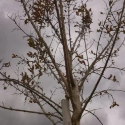 Roze Lagerstroemia Als Boom (Lagerstroemia Indica) -Aanbiedingen Tuin Verrassing Winkel 20130522141211 8