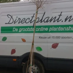 Roze Lagerstroemia Als Boom (Lagerstroemia Indica) -Aanbiedingen Tuin Verrassing Winkel 20130522141225 8