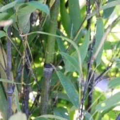 Bamboe (Phyllostachys Nigra) -Aanbiedingen Tuin Verrassing Winkel 20130906145730 13