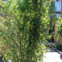 Bamboe (Phyllostachys Nigra) -Aanbiedingen Tuin Verrassing Winkel 20130906145917 13