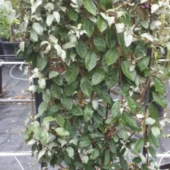 Olijfwilg Als Leivorm (Elaeagnus Ebbingei) -Aanbiedingen Tuin Verrassing Winkel 20190501 114514 resized