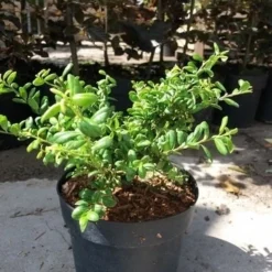 Japanse Hulst (Ilex Crenata 'Green Lustre)