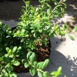 Japanse Hulst (Ilex Crenata 'Green Lustre) -Aanbiedingen Tuin Verrassing Winkel 20190620 155833