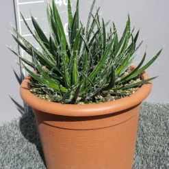 Winterharde Agave (Agave Shidigera) -Aanbiedingen Tuin Verrassing Winkel 20190628 114010 resized