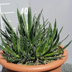 Winterharde Agave (Agave Shidigera) -Aanbiedingen Tuin Verrassing Winkel 20190628 114021 resized