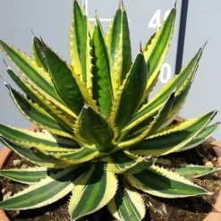 Winterharde Agave (Agave Lophanta 'Quadricolor') -Aanbiedingen Tuin Verrassing Winkel 20190628 114356 resized