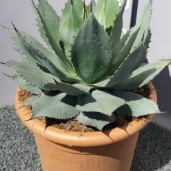 Winterharde Agave (Agave Ovalifolia) 7 Winterharde Agave (Agave Ovalifolia) -Aanbiedingen Tuin Verrassing Winkel 20190628 114503 resized