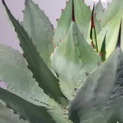 Winterharde Agave (Agave Ovalifolia) 6 Winterharde Agave (Agave Ovalifolia) -Aanbiedingen Tuin Verrassing Winkel 20190628 114523 resized