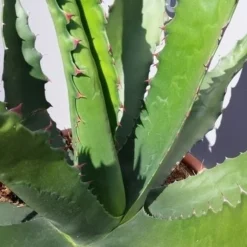 Winterharde Agave (Agave 'Gentryi Jaws') -Aanbiedingen Tuin Verrassing Winkel 20190628 114632 resized