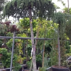 Ceder Als Dakboom (Cedrus Deodara 'Pendula') -Aanbiedingen Tuin Verrassing Winkel 20190712 120943