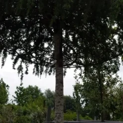 Ceder Als Dakboom (Cedrus Deodara 'Pendula') -Aanbiedingen Tuin Verrassing Winkel 20190712 120955