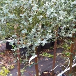 Eucalyptus Op Stam (Eucalyptus Gunnii) -Aanbiedingen Tuin Verrassing Winkel 20190712 152539 1