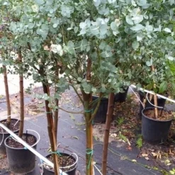 Eucalyptus Op Stam (Eucalyptus Gunnii) -Aanbiedingen Tuin Verrassing Winkel 20190712 152604 1