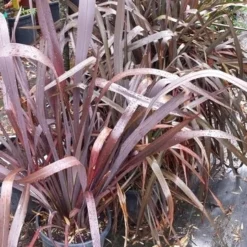 Nieuw Zeelands Vlas (Phormium Tenax 'Purpureum') -Aanbiedingen Tuin Verrassing Winkel 20190712 152646