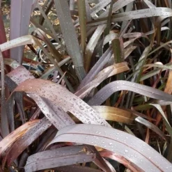 Nieuw Zeelands Vlas (Phormium Tenax 'Purpureum') -Aanbiedingen Tuin Verrassing Winkel 20190712 152706
