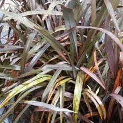 Nieuw Zeelands Vlas (Phormium Tenax 'Purpureum') -Aanbiedingen Tuin Verrassing Winkel 20190712 152733