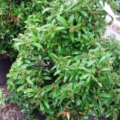 Vuurdoorn Als Bol (Pyracantha 'Navaho') -Aanbiedingen Tuin Verrassing Winkel 20190712 153414