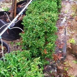 Vuurdoorn Als Bol (Pyracantha 'Navaho') -Aanbiedingen Tuin Verrassing Winkel 20190712 153510