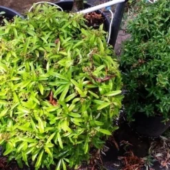 Vuurdoorn Als Bol (Pyracantha 'Navaho') -Aanbiedingen Tuin Verrassing Winkel 20190712 153519