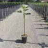 Vijg Op Stam (Ficus Carica 'Panache')