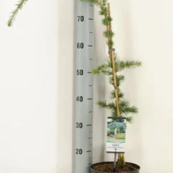 Treurceder (Cedrus Libani 'Glauca Pendula') 6 Treurceder (Cedrus Libani 'Glauca Pendula') -Aanbiedingen Tuin Verrassing Winkel 2022 10 18 11 24 40 window 1