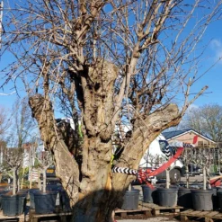 Granaatappel Als Solitair (Punica Granatum) -Aanbiedingen Tuin Verrassing Winkel 20220217 110658