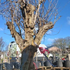 Granaatappel Als Solitair (Punica Granatum) -Aanbiedingen Tuin Verrassing Winkel 20220217 110708