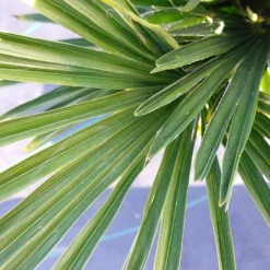 Winterharde Palm (Trachycarpus Wagnerianus) -Aanbiedingen Tuin Verrassing Winkel 20220217 112257 1
