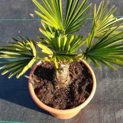 Winterharde Palm (Trachycarpus Wagnerianus) -Aanbiedingen Tuin Verrassing Winkel 20220217 112423 1