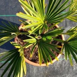 Winterharde Palm (Trachycarpus Wagnerianus) -Aanbiedingen Tuin Verrassing Winkel 20220217 112447 1
