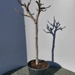 Vijg Op Stam (Ficus Carica) -Aanbiedingen Tuin Verrassing Winkel 20220223 125904 1