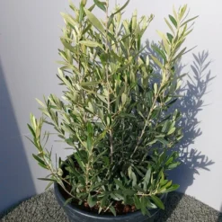 Olijf Als Struik (Olea Europaea)