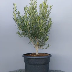 Olijf Als Struik (Olea Europaea) 22 Olijf Als Struik (Olea Europaea) -Aanbiedingen Tuin Verrassing Winkel 20220223 132609