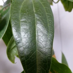 Groenblijvende Clematis (Clematis Armandii 'Hendersonii Rubra') -Aanbiedingen Tuin Verrassing Winkel 20220613 162250