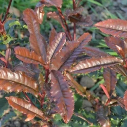 Glansmispel (Photinia Serratifolia ‘Crunchy’) -Aanbiedingen Tuin Verrassing Winkel 21 rec ret photinia crunchy rev100 jardin 11mars14