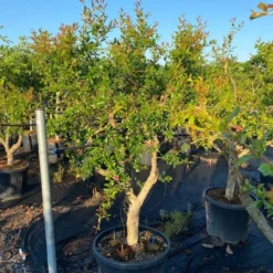 Granaatappel Als Solitair (Punica Granatum) -Aanbiedingen Tuin Verrassing Winkel 21d7902e cbee 47db 8e50 e9ce1bdec5bf 1
