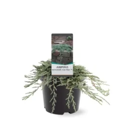Jeneverbes (Juniperus Horizontalis 'Icee Blue') -Aanbiedingen Tuin Verrassing Winkel 233100.030c03 2146537