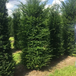 Grote Venijnboom (Taxus Baccata) -Aanbiedingen Tuin Verrassing Winkel 250300x 100 125 1