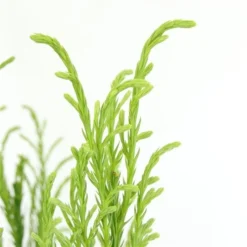 Sikkelden (Cryptomeria Japonica 'Kitayama') -Aanbiedingen Tuin Verrassing Winkel 2887685 v t5 1