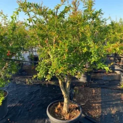 Granaatappel Als Solitair (Punica Granatum) -Aanbiedingen Tuin Verrassing Winkel 2abb39e3 174c 4ec1 a229 9f8a81d17e96